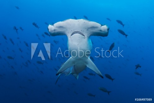 Bild på A Scalloped Hammerhead in the Galapagos